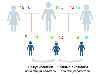 Сводный брат или сестра это как