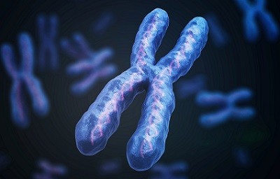 Что такое хромосомы?