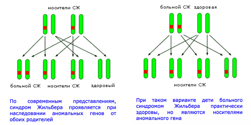 Генетический анализ синдром жильбера киев